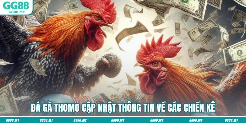 Đá gà Thomo cập nhật thông tin về các chiến kê